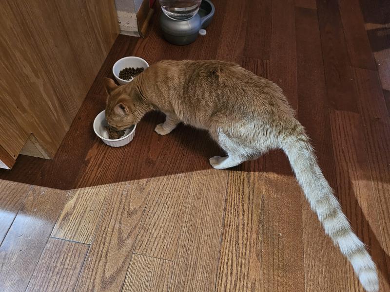 Eating the canned food