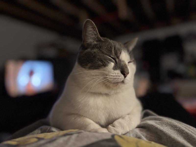 Her coat and healthy have been great since she’s been on Purina!