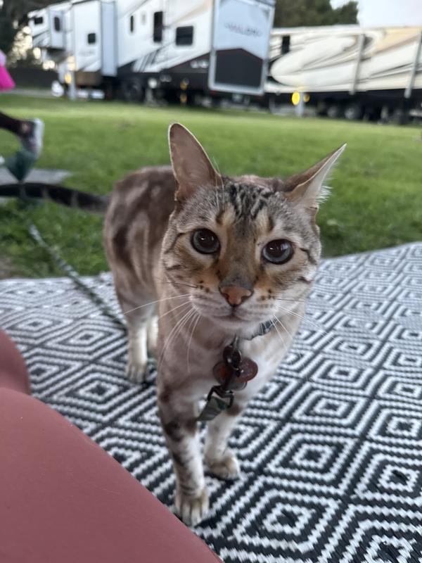 Our handsome senior boi.