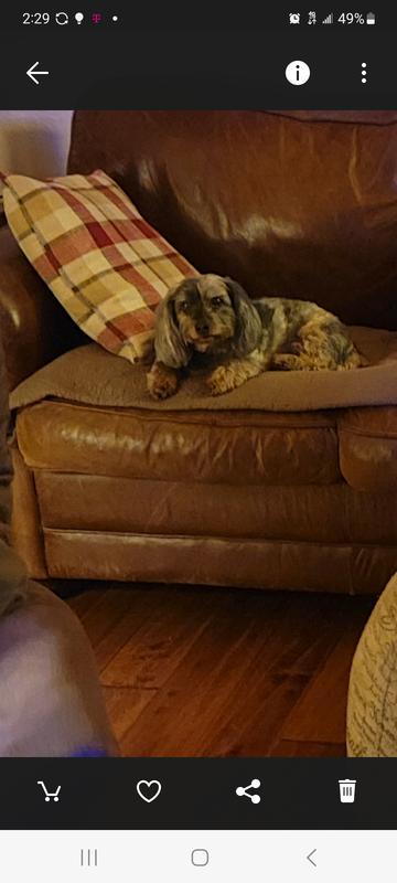 Dachshunds