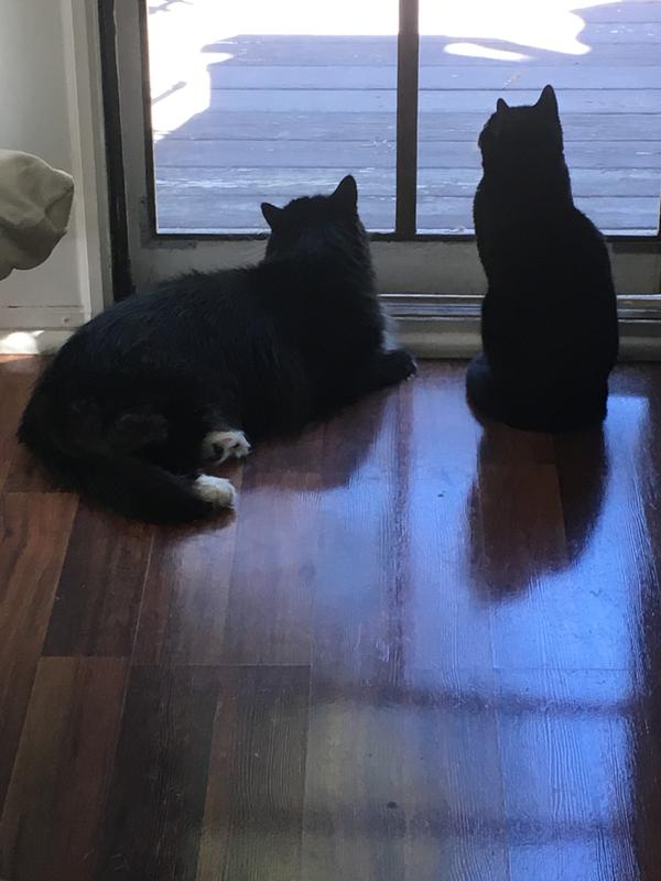 Ollie when he was 5 months old (Maine coon mix, currently 6yrs, 19 lbs) and my Sasha (she was 5yrs old in this pic), he already outweighed her, lol!