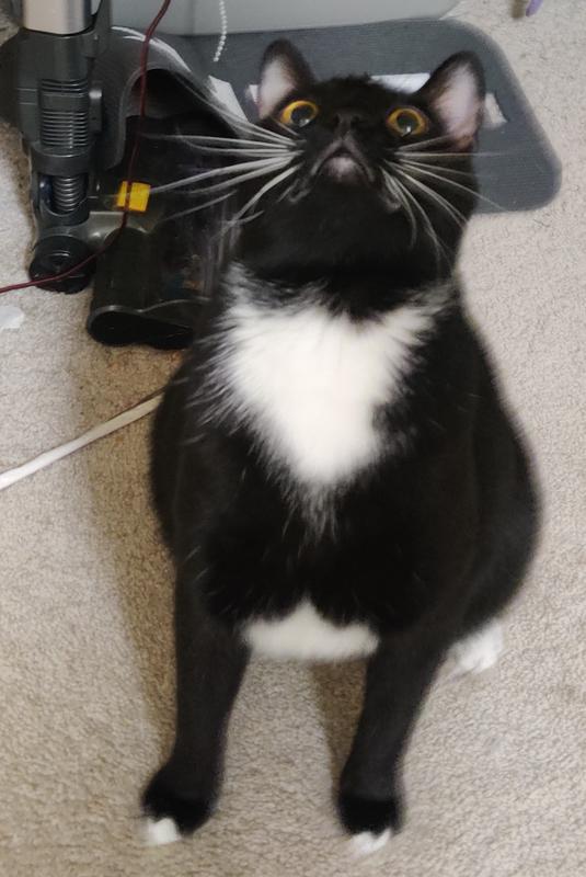 Him waiting for food