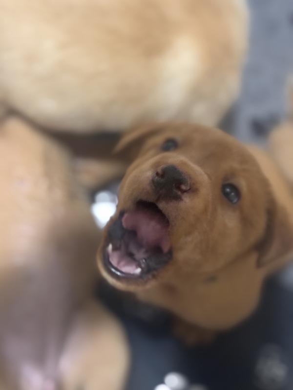 Active and healthy with Pro Plan Puppy