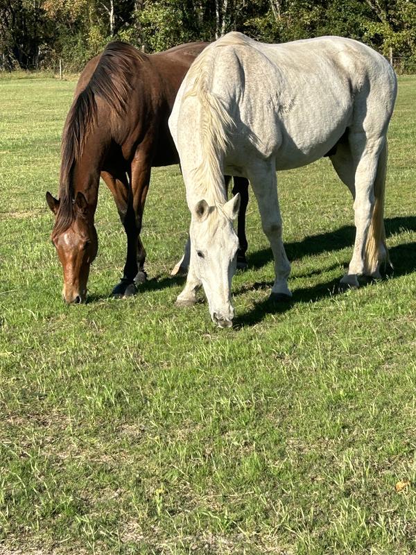 Bay is 7 yo OTTB and gray is 23 yo Hanoverian