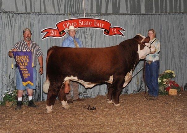 Several time supreme overall bull