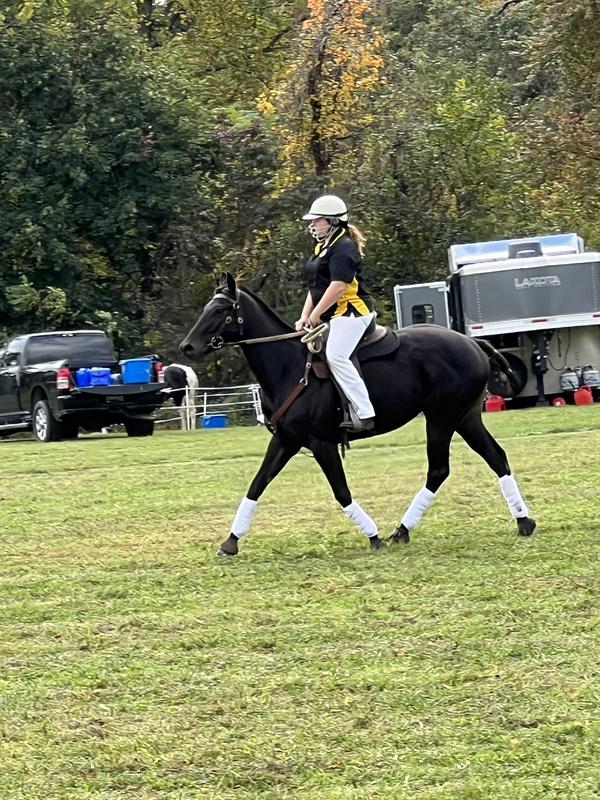 Roo pony getting ready to go out and play a little Polocrosse.