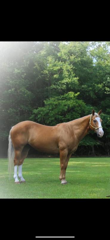 21 year old senior horse on Omolene 100