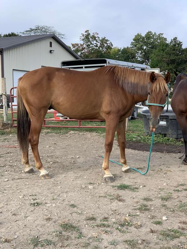 My tall scrawny mutt.