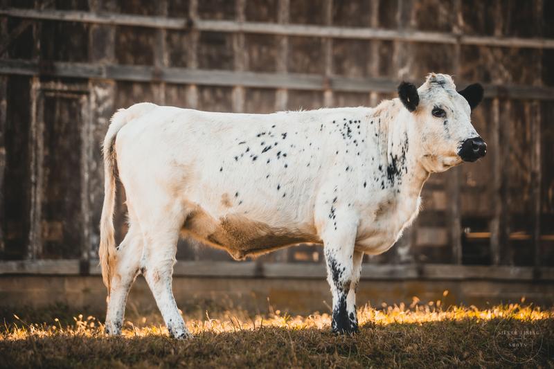 White Dexter yearling heifer calf