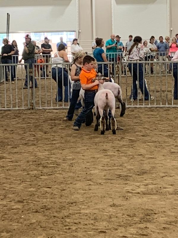 Purina Honor Show Grand Lamb Mixer DX- High Performance Lamb