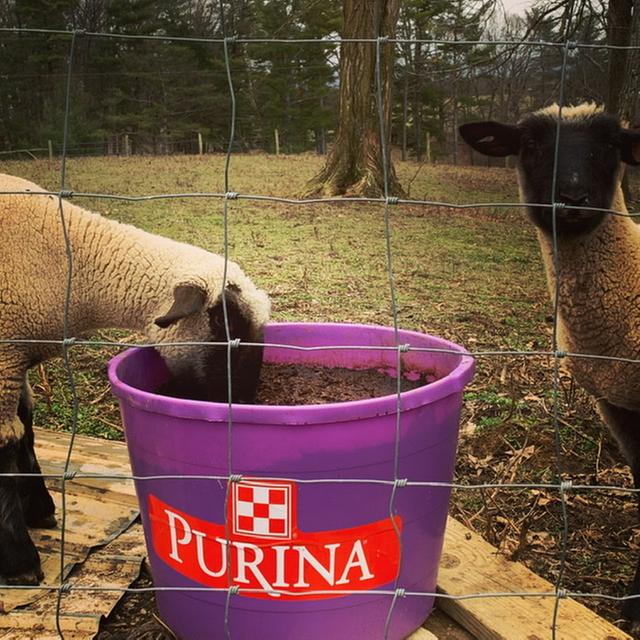 Wild Dot Show Sheep ewes digging into a new purple tub!