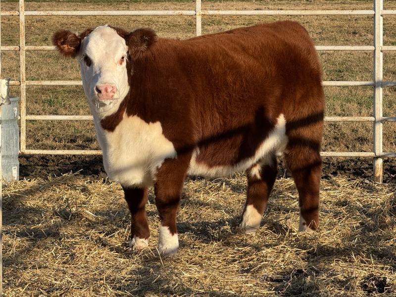 Eats precon and fitter 52 as needed for amino acid.