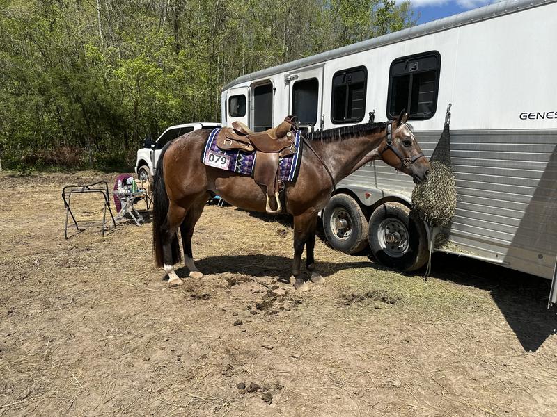 16 year old show gelding