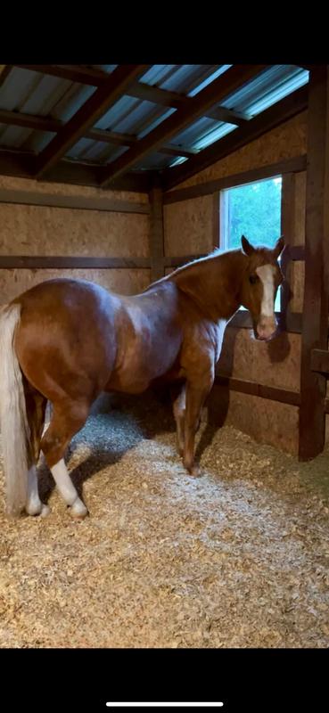 21 year old senior horse. Has been on Omolene 100 13+ years