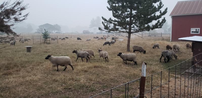 Purina Honor Show Grand Lamb Mixer DX- High Performance Lamb