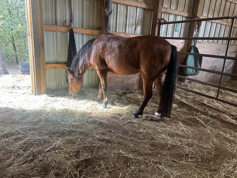 17 yr old pony mare