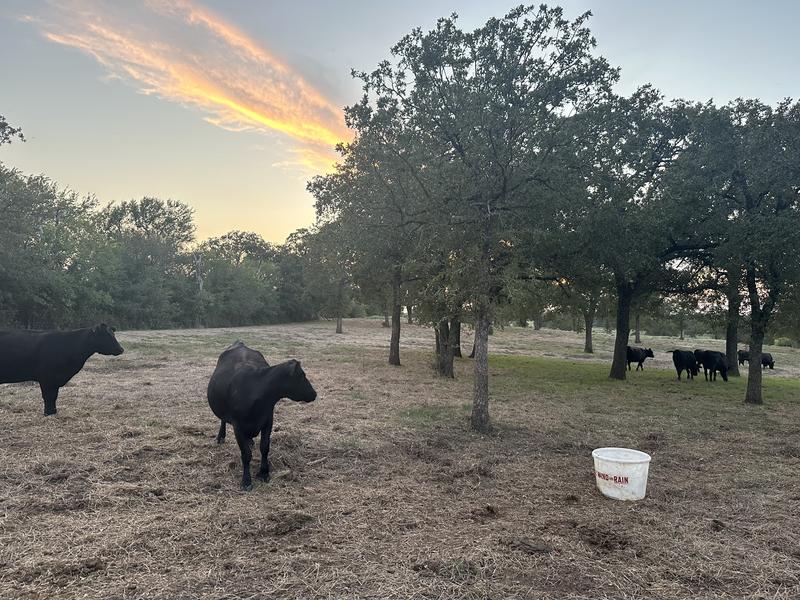 We feed mineral year round as well