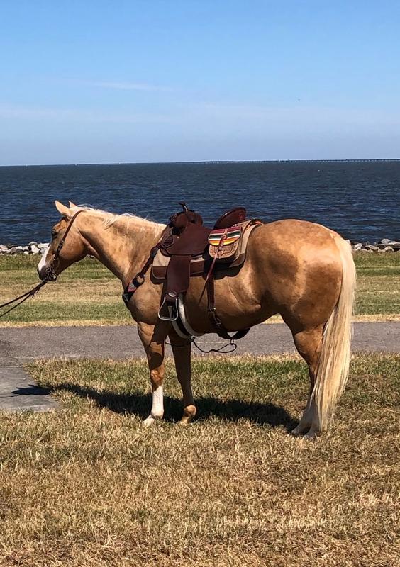 8 year old gelding. Thriving on Omolene 100