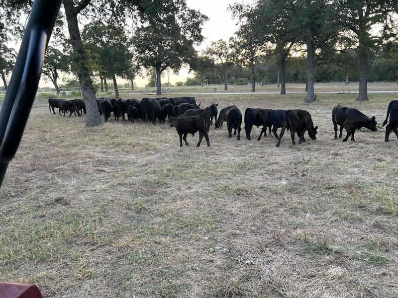 Seco Land & Livestock