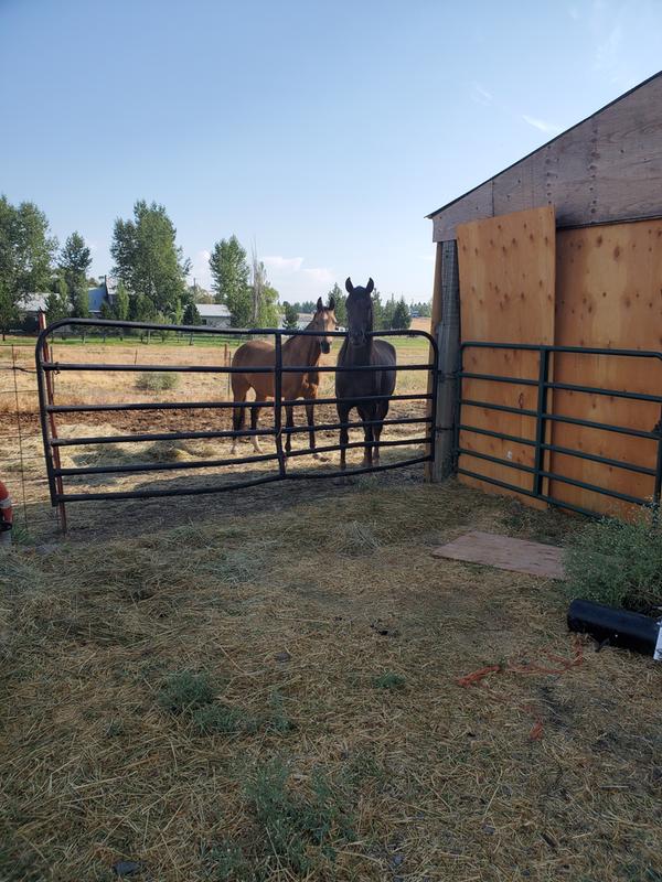 Waiting for her Nicker Makers!