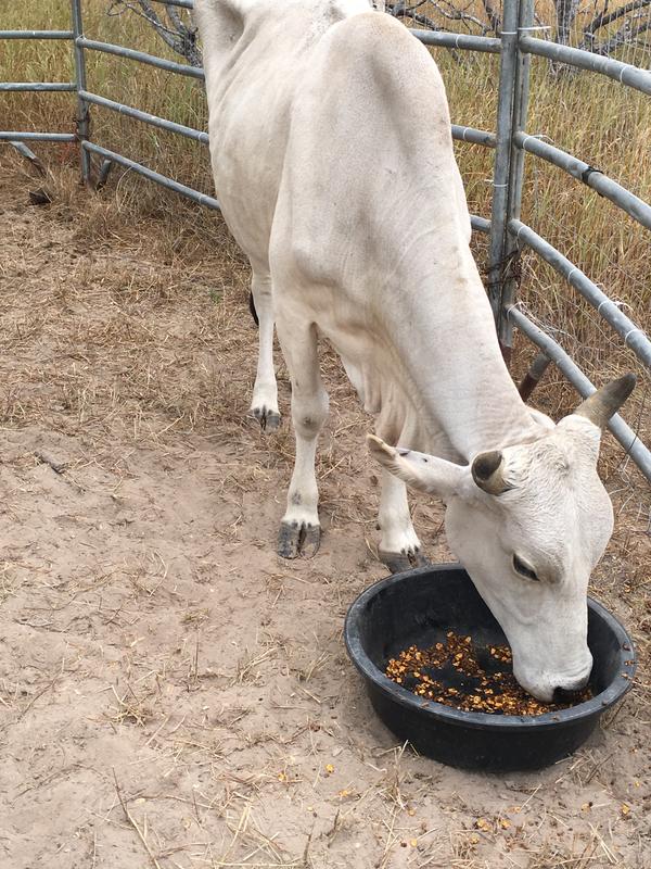 Show chow outlet cattle feed