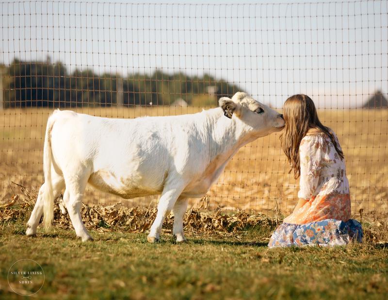 White Dexter Heifer