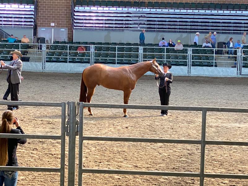 Aqhya World Champion 2yr old gelding