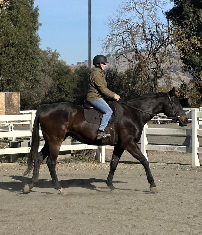 73 year old lady on her 5 year old hard keeping OTTB!