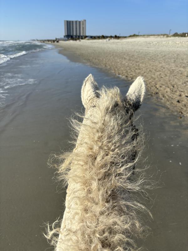 Valor on the beach