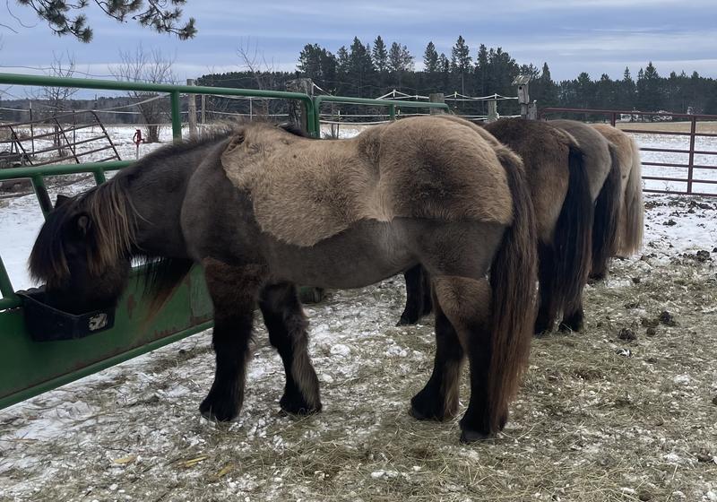 Four of my round ones enjoying a snack of Outlast