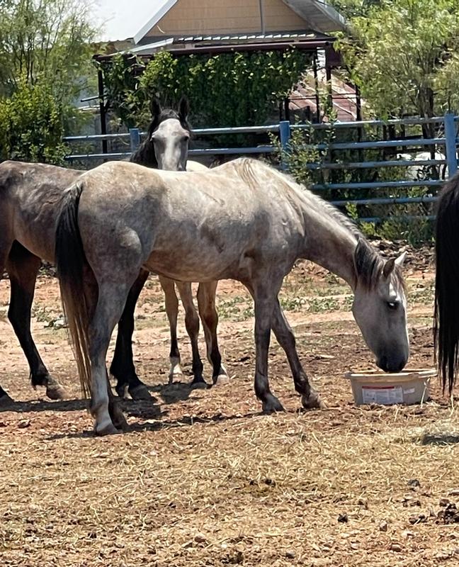 My wild horses
