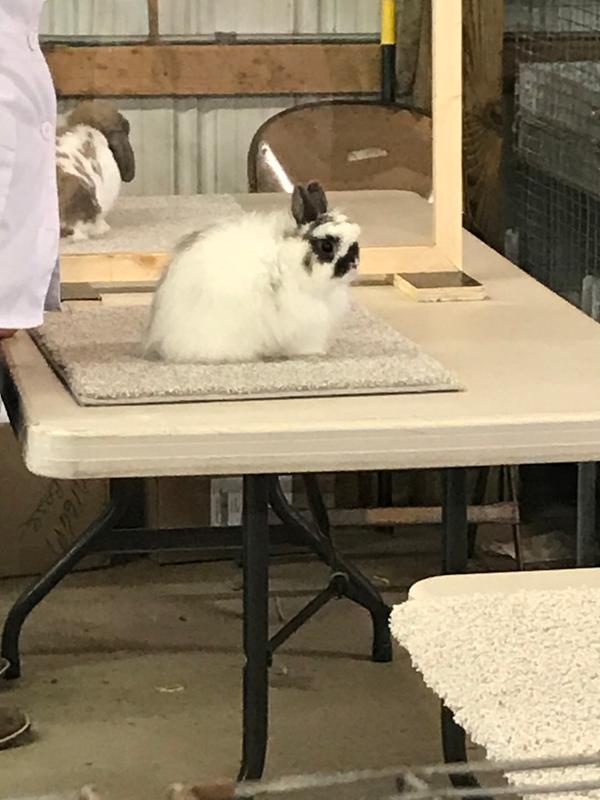 Purina Show Rabbit Feed 50 lb