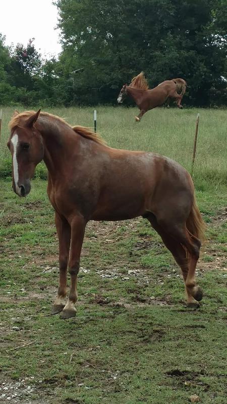 The are Crazy for Nicker Makers!