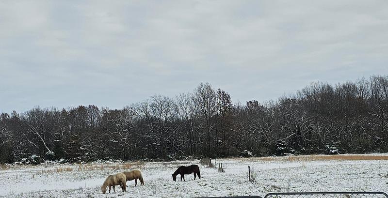 My horses