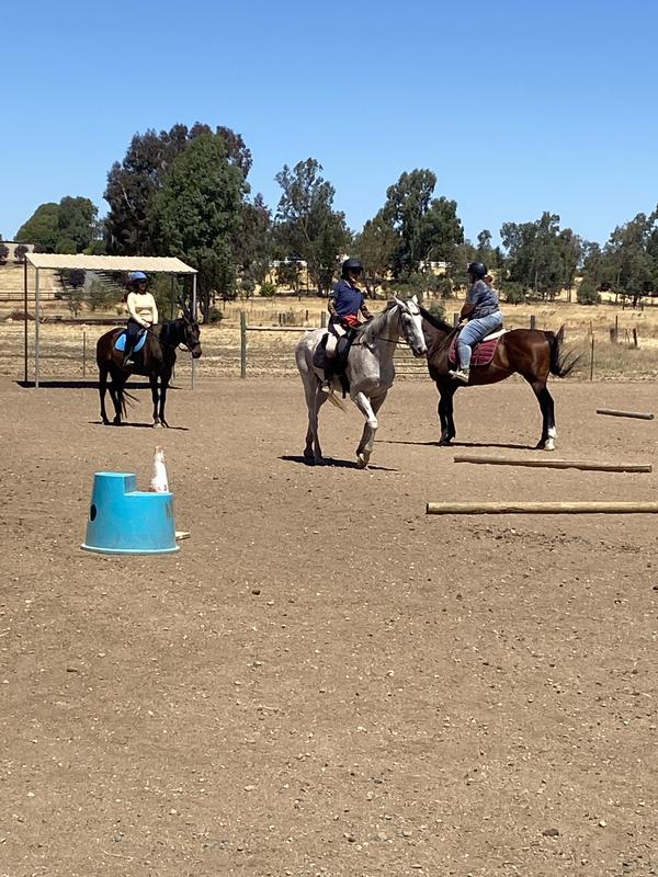 My healthy thoroughbreds showing off their healthy body’s! Thanks Purina ❤️