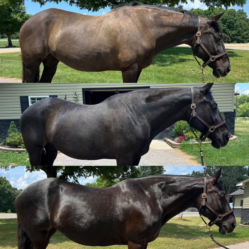Photos taken at 0, 11 and 26 days