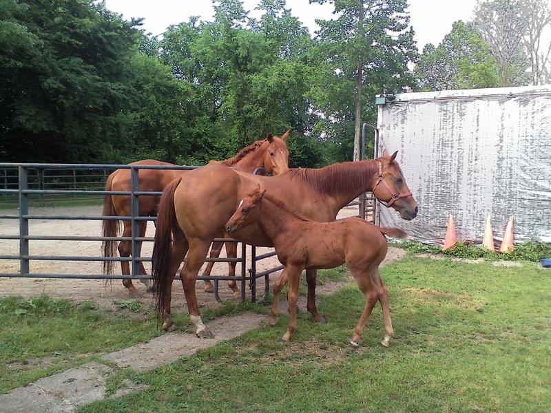 Mom and two of her babies from start to finish