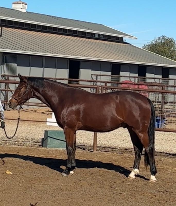 Super shiny and healthy coat