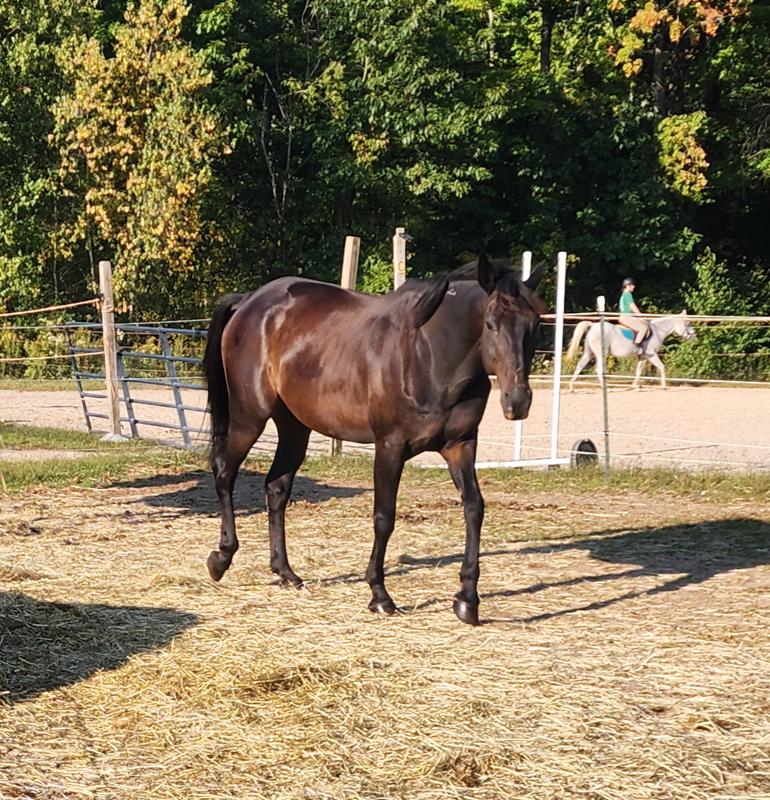 Forrest: 14 yo OTSB on amazing Amplify!