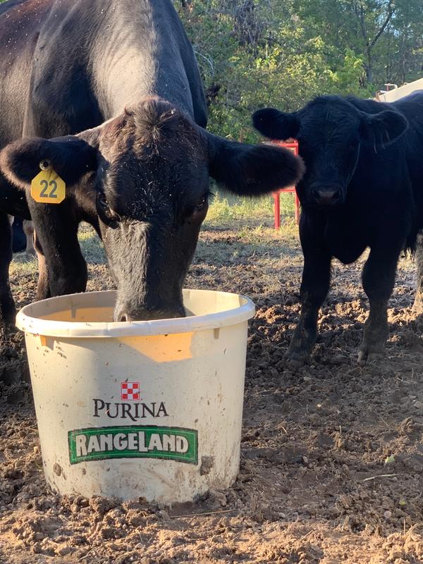 Nutrition is a top priority for my cow calf operation