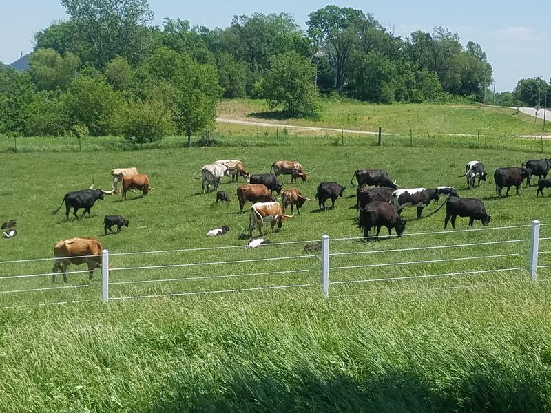 Contented Herd
