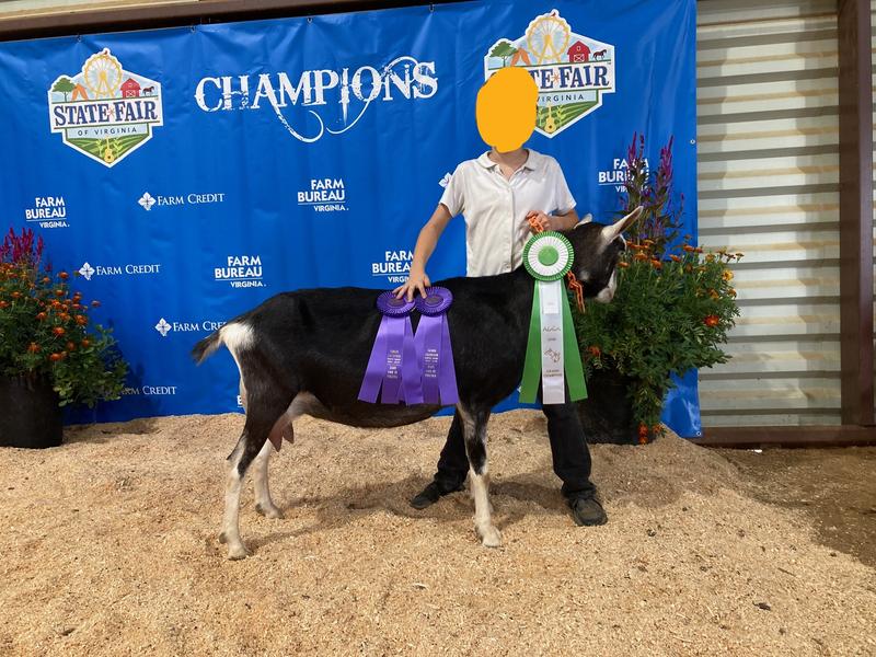 State Fair of VA Youth Dairy Goat Show Grand Champion Alpine