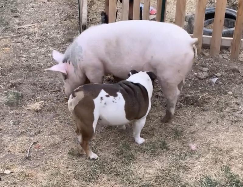 Just days before butcher