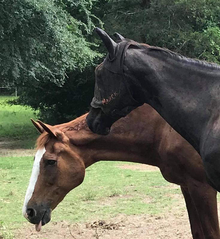 Yogi and his bestie Leo.