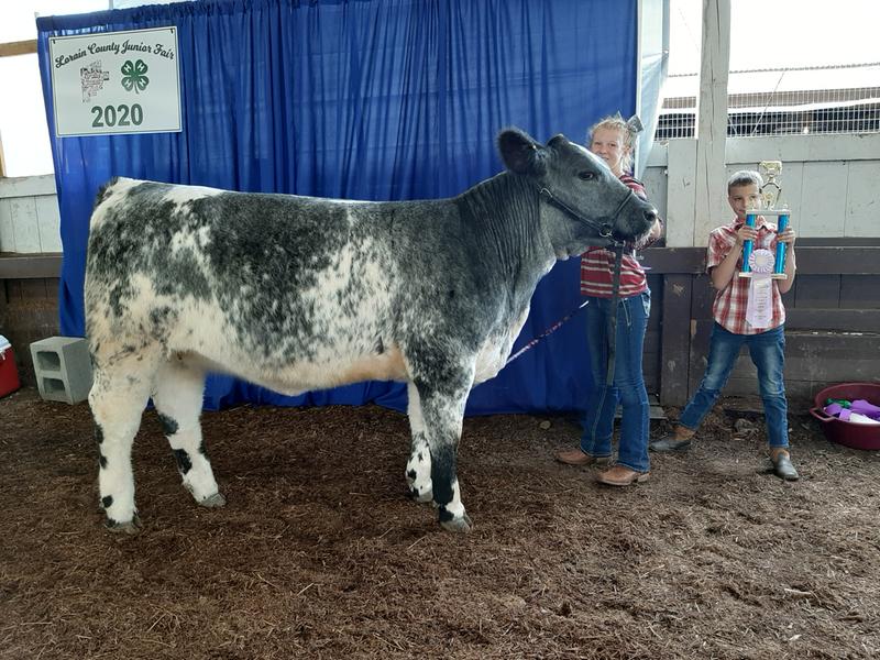 Show chow cattle on sale feed