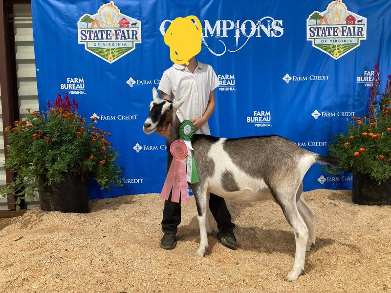 State Fair of VA Youth Dairy Goat Show Reserve Champion Alpine