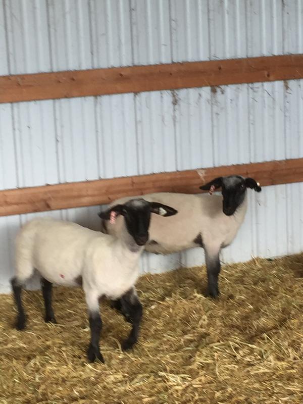 Daisy and Darla awaiting their Purina treat