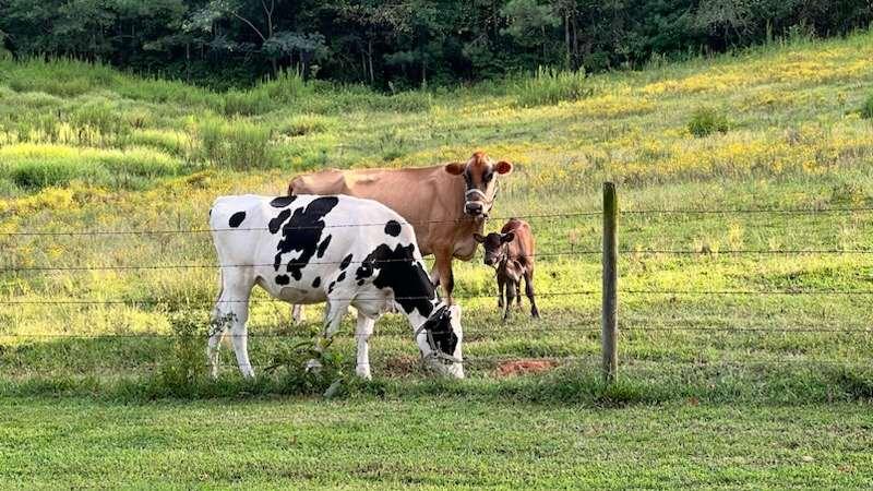 Bertha, asada, and Agatha