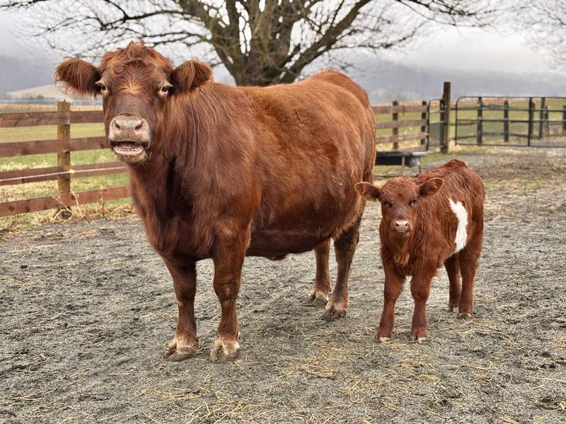Cow And Calf