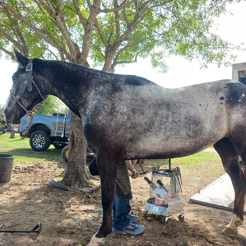 My appaloosa looks amazing!